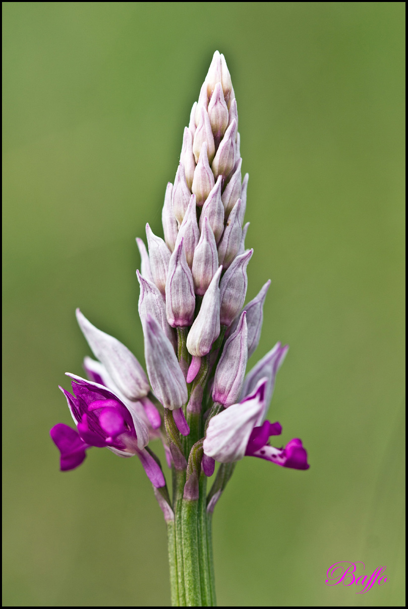 Orchis militaris / Orchidea militare